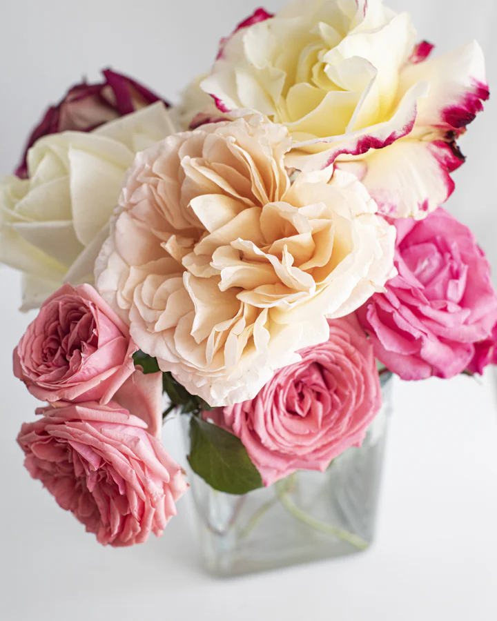 Freshly cut peach roses checked by hand Freshly cut peach roses checked by hand